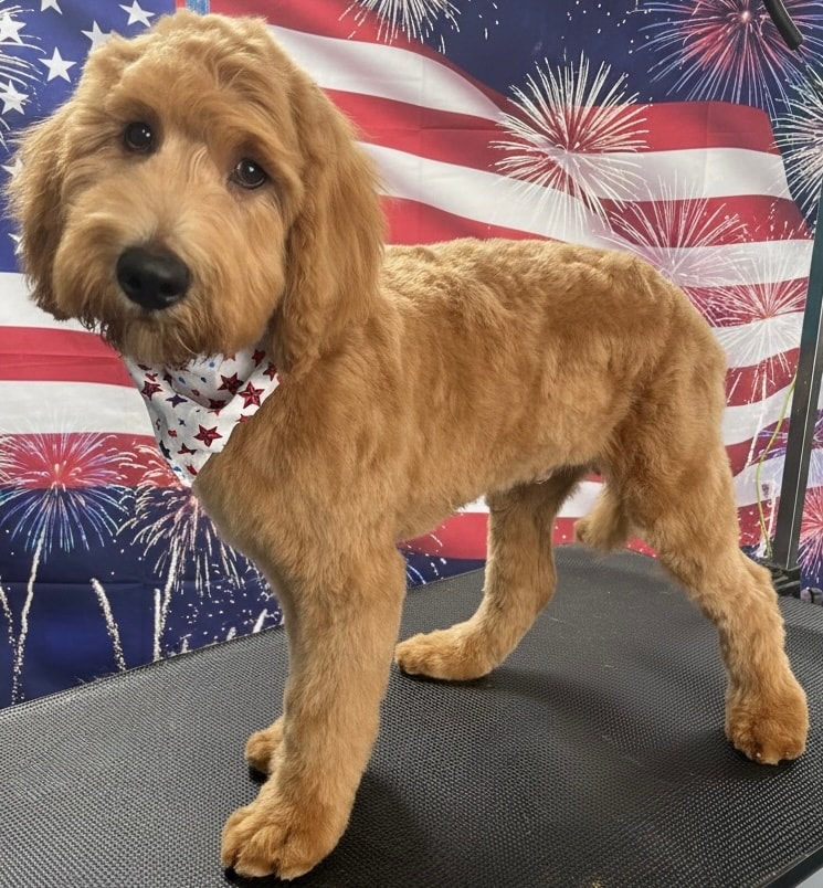 Fluffy doodle after professional grooming