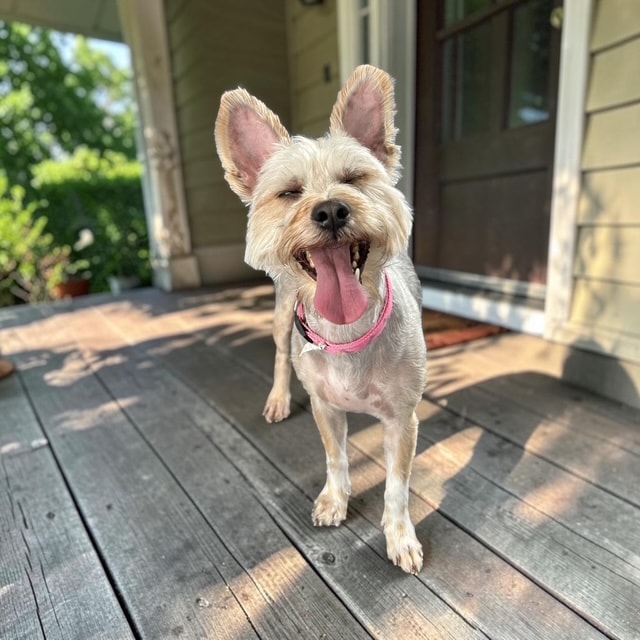 Schnauzer after professional grooming